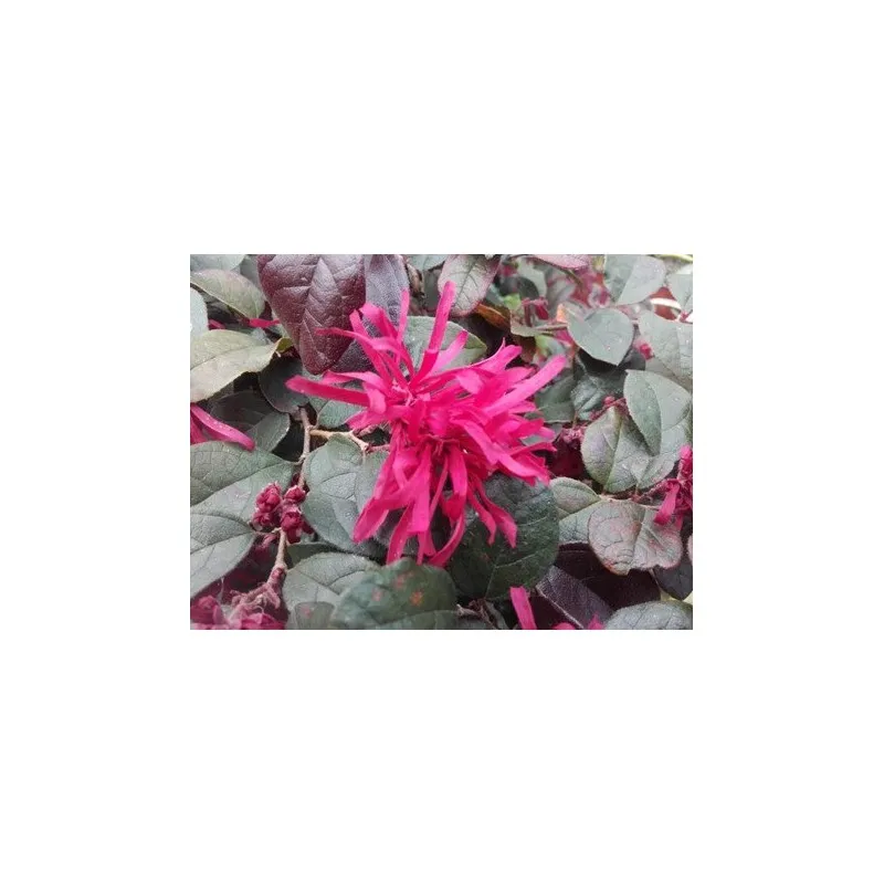 Loropetalum chinensis ROUGE DE LA MAJORIE® 'Chap 1'/ Conteneur de 3 à 4 litres