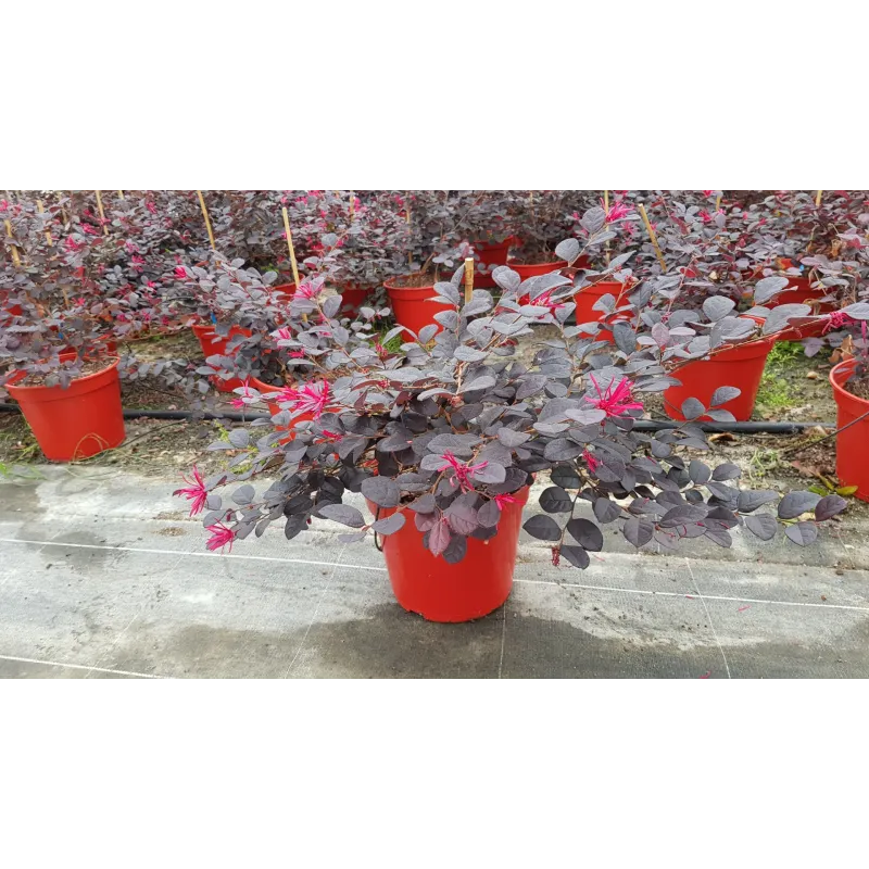 Loropetalum chinensis ROUGE DE LA MAJORIE® 'Chap 1' / Conteneur de 5 à 6 litres