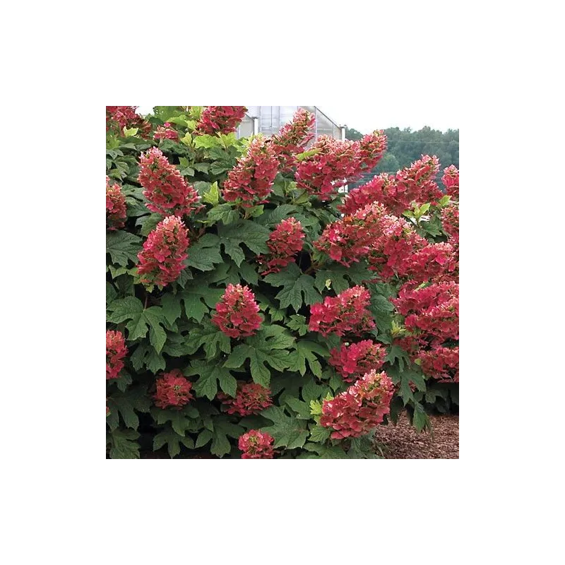 Hydrangea quercifolia 'Ruby Slippers' / Hortensia à feuilles de chênes à fleurs rouges / Conteneur de 3 à 4 litres
