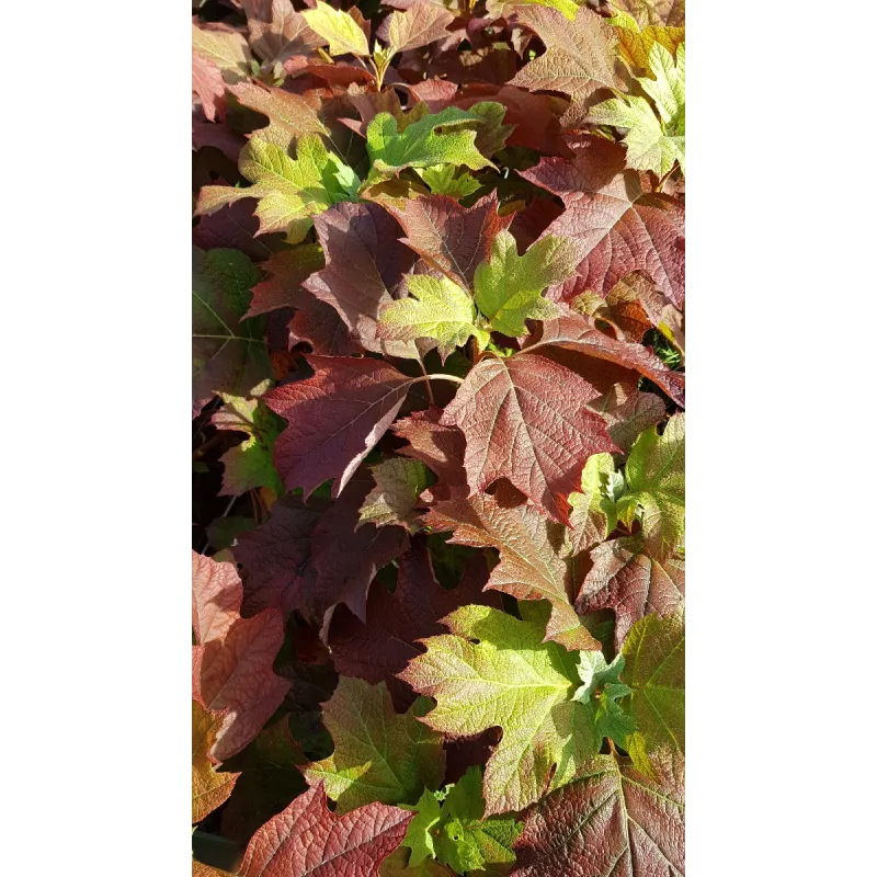 Hydrangea quercifolia 'Alice' / Hortensia à feuilles de chênes à fleurs blanches / Conteneur de 3 à 4 litres