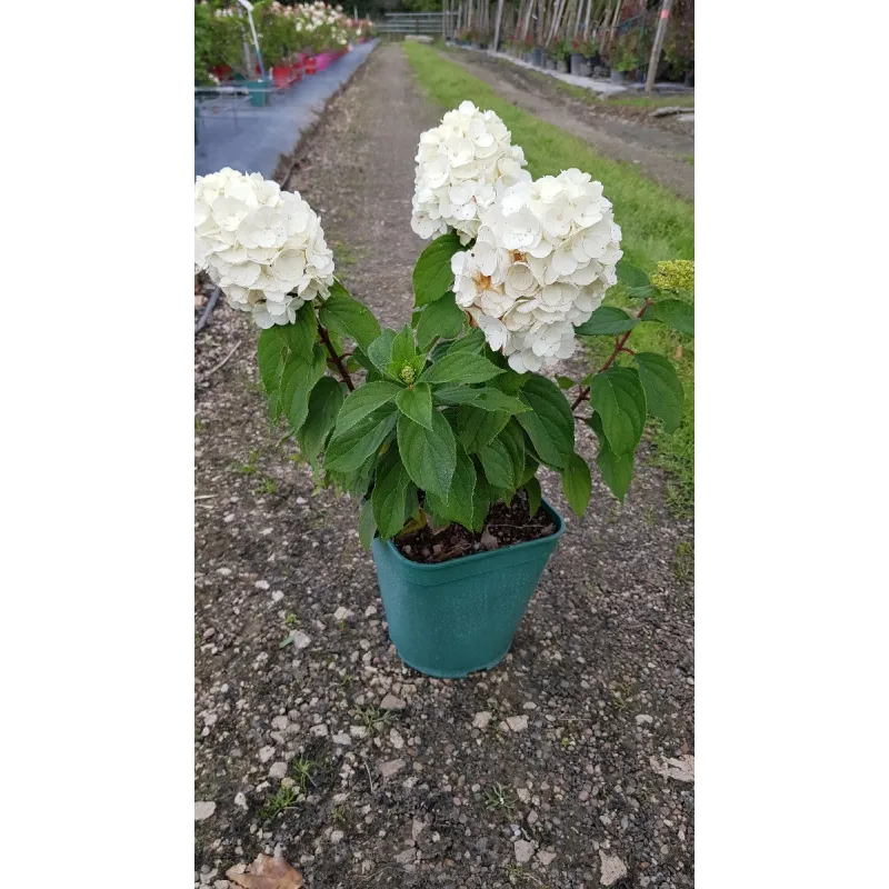Hydrangea paniculata Magical® Mont Blanc 'Kolmamon' / Hortensia paniculé compact Mont Blanc / Conteneur de 3 à 4 litres