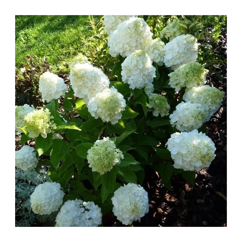 Hydrangea paniculata Magical® Mont Blanc 'Kolmamon' / Hortensia paniculé compact Mont Blanc / Conteneur de 7 à 10 litres