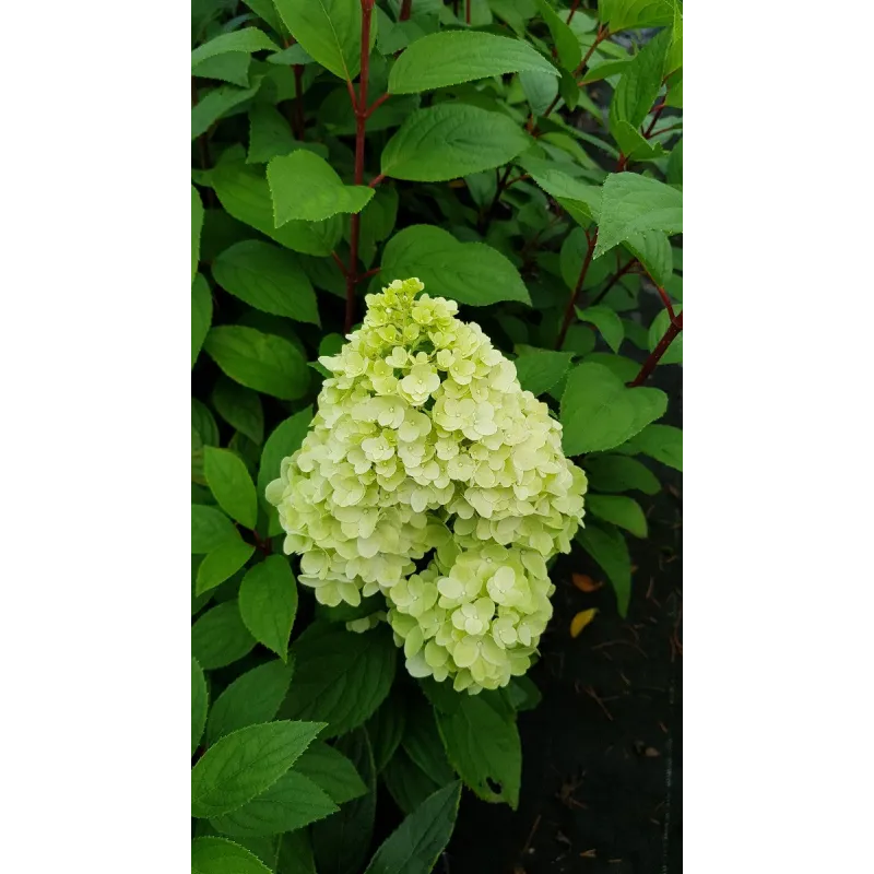 Hydrangea paniculata Magical® Kilimanjaro 'Kolmakilima' / Hortensia paniculé Kilimanjaro / Godet