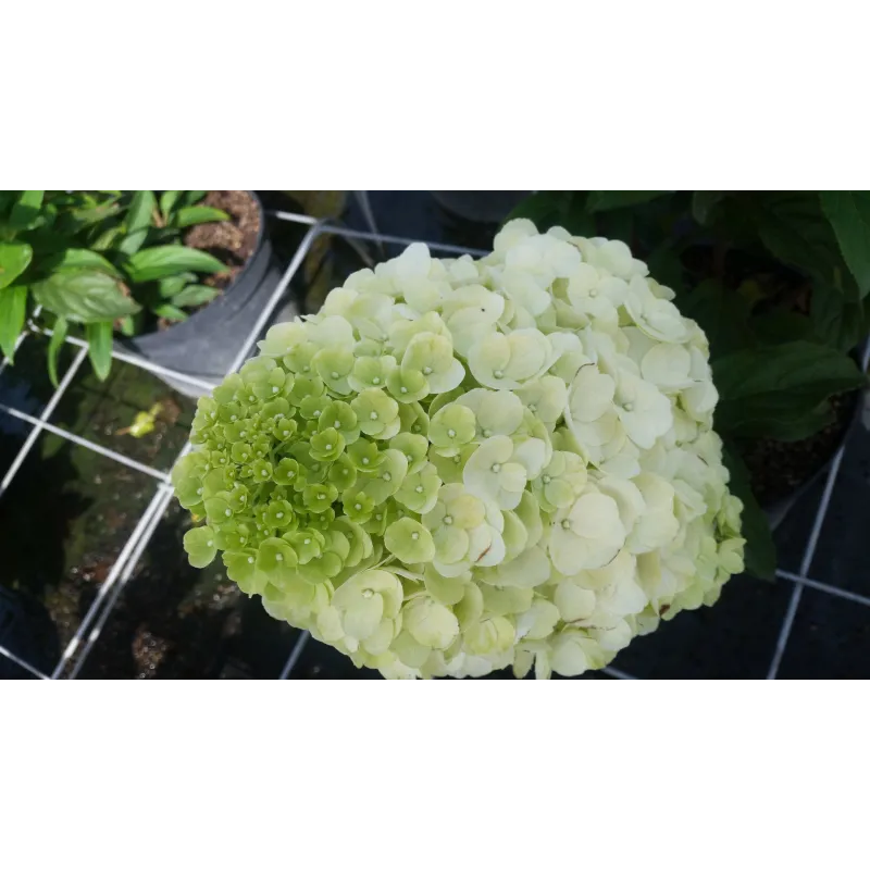 Hydrangea paniculata Magical® Kilimanjaro 'Kolmakilima' / Hortensia paniculé Kilimanjaro / Conteneur de 3 à 4 litres