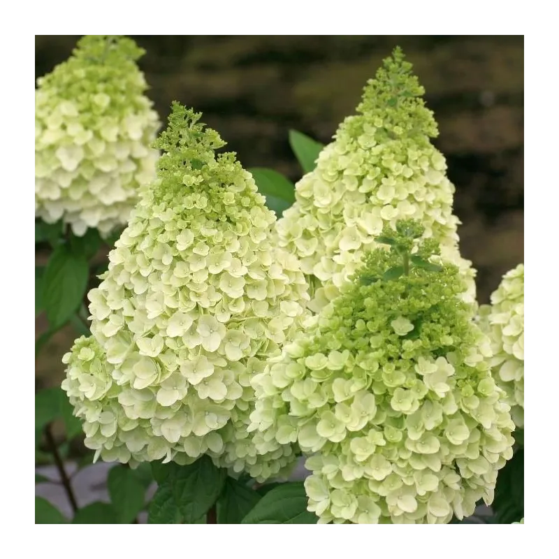 Hydrangea paniculata Magical® Kilimanjaro 'Kolmakilima' / Hortensia paniculé Kilimanjaro / Conteneur de 7 à 10 litres