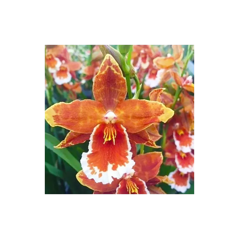 Odontoglossum inferno / Conteneur de 1 à 1.9 litres / Orchidée