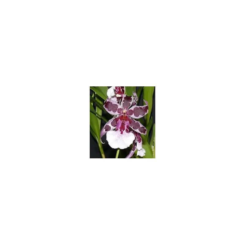 Beallara diana dunn 'Gothic' / Conteneur de 1 à 1.9 litres / Orchidée