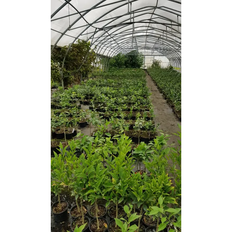 Box agrume / 1 sujet en conteneur de 2 à 2.9 litre / Touffe / Sur Poncirus