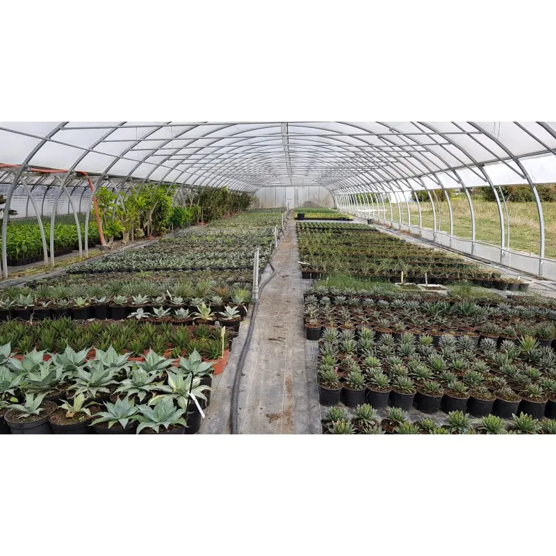 Box agave / 1 sujet en conteneur de 2 à 2.9 litres