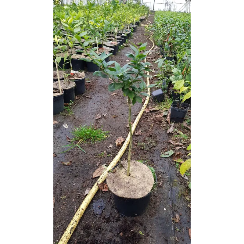 Citrus myrtifolia greffé sur Poncirus trifoliata / Mandarinier Chinois - Chinotto / Conteneur de 2 à 2.9 litres / Tigette