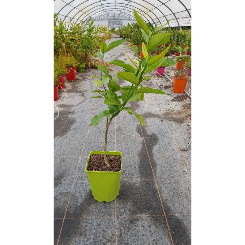 Citrus paradisi greffé sur Poncirus trifoliata / Pomelos jaune / Conteneur de 5 à 6 litres