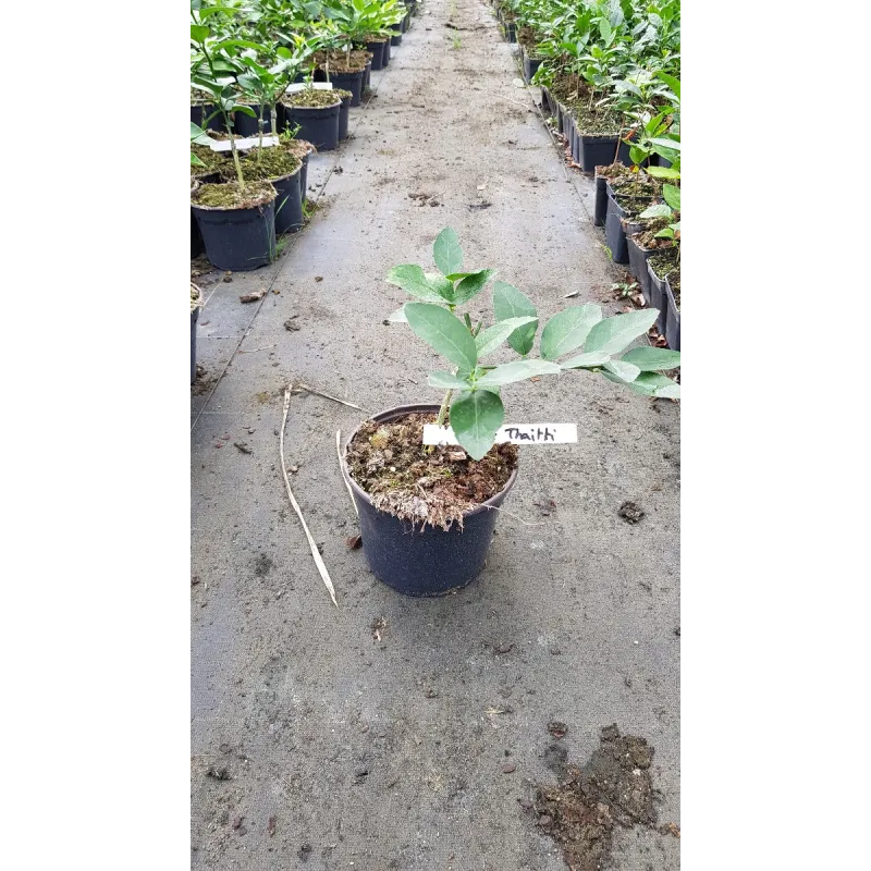 Citrus x latifolia 'Tahiti' greffé sur Poncirus trifoliata / Lime de Tahiti Limettier de Tahiti / Conteneur de 2 à 2.9 litres / 