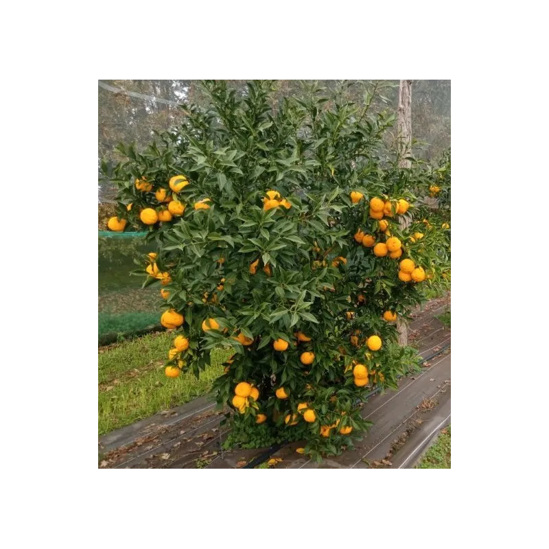 Citrus x junos greffé sur Poncirus trifoliata / Citronnier Yuzu / Conteneur de 2 à 2.9 litres / Touffe