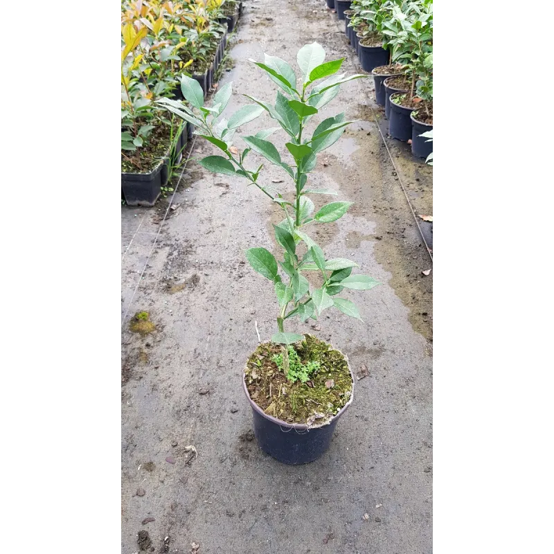 Citrus x junos n°3 greffé sur Poncirus trifoliata / Citronnier Yuzu n°3 / Conteneur de 2 à 2.9 litres / Touffe