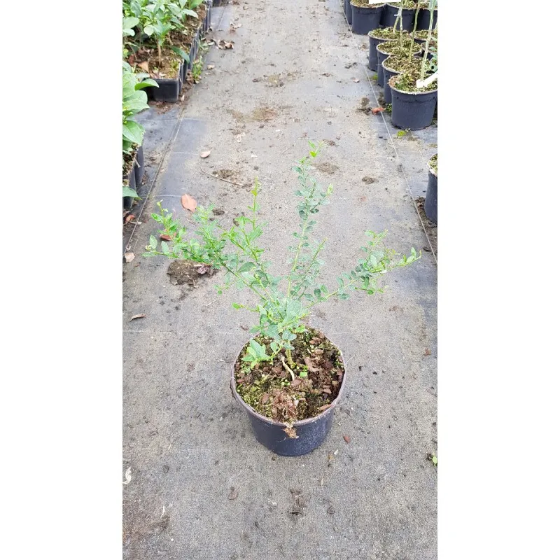Citrus australasica 'Rosso' greffé sur Poncirus trifoliata / Citronnier caviar Rosso / Conteneur de 2 à 2.9 litres / Touffe
