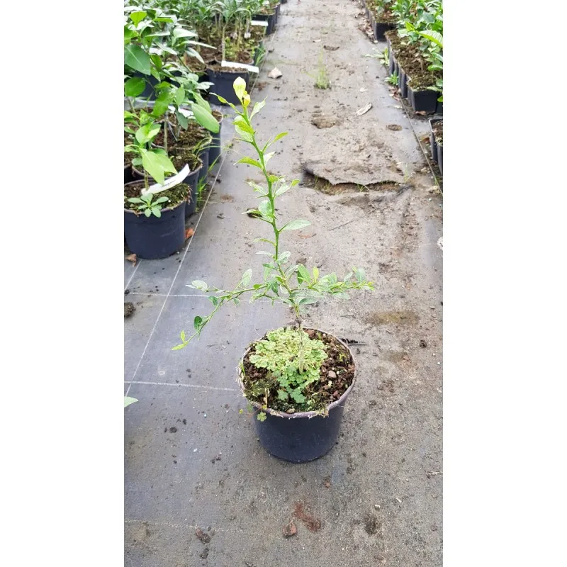 Citrus australasica 'Faustrime' greffé sur Poncirus trifoliata / Citronnier caviar Faustrime / Conteneur de 2 à 2.9 litres / Tou
