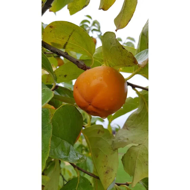Diospyros kaki ' Fuyu' / Kaki Fuyu / Conteneur de 5 à 6 litres / Scion
