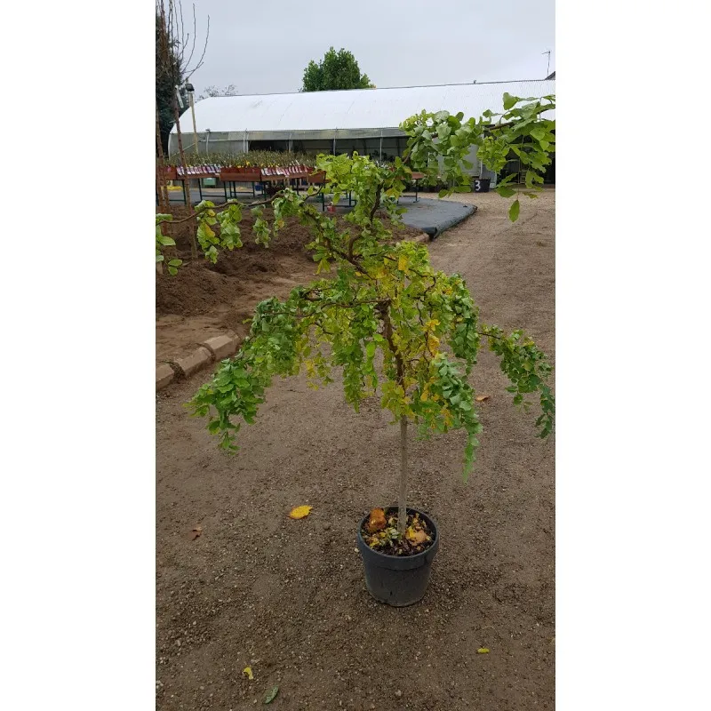 Robinia pseudoacacia Twisty Baby® 'Lace Lady' / Acacia nain tortueux  Faux acacia nain tortueux / Conteneur de 7 à 10 litres / Q