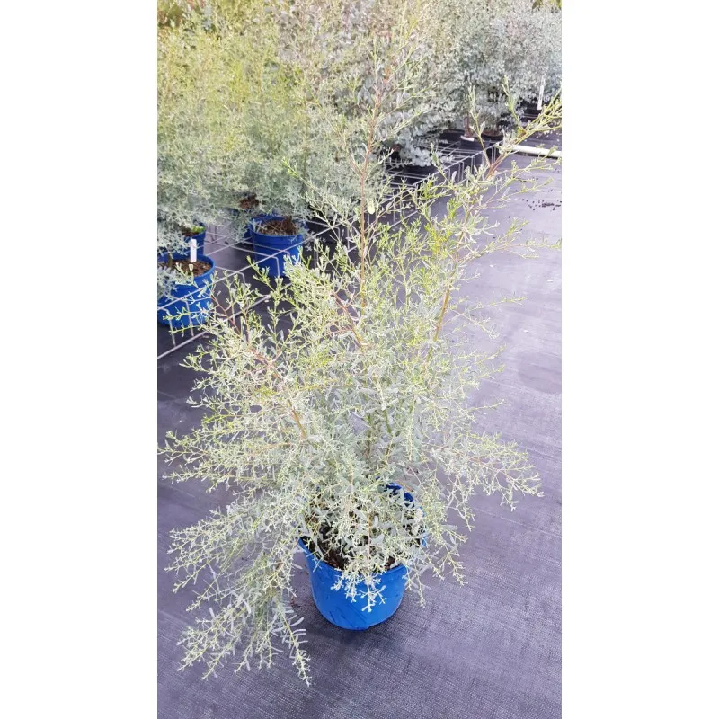 Eucalyptus gunnii France Bleu® 'Rengun' / Gommier cidre France Bleu® / Conteneur de 5 à 6 litres
