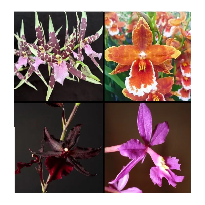 Box Orchidée Fleurit du moment / Conteneur de 1 à 1.9 litres
