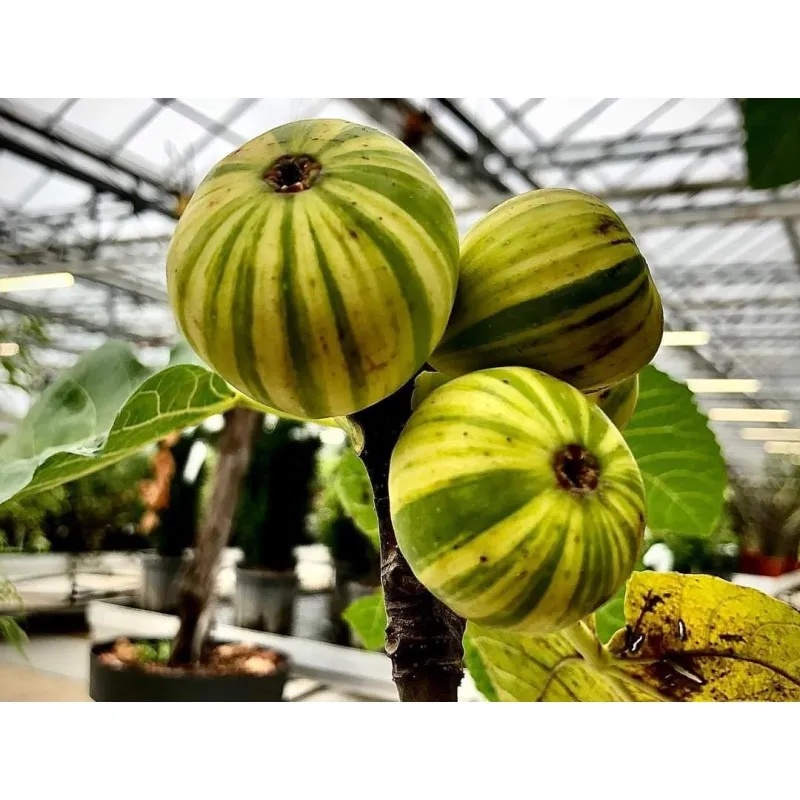 Ficus carica 'Panachée' / Figuier Panachée / Conteneur de 7 à 10 litres / Touffe