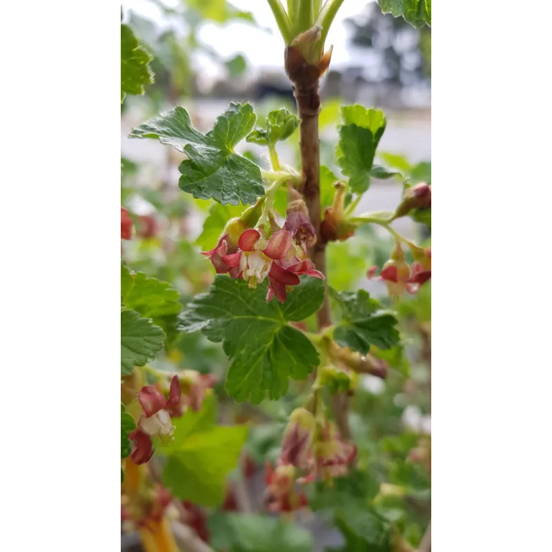 Ribes nigrum x divaricatum 'Anita' / Casseillier Anita / Conteneur de 5 à 6 litres