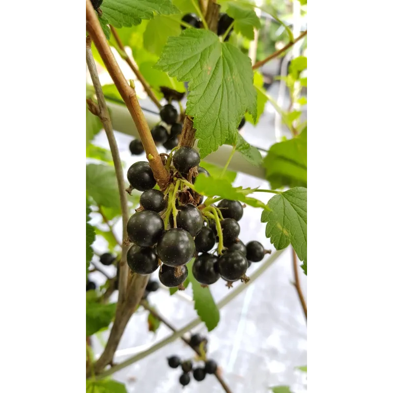 Ribes nigrum 'Andega' / Cassissier 'Andega' / Conteneur de 3 à 4 litres