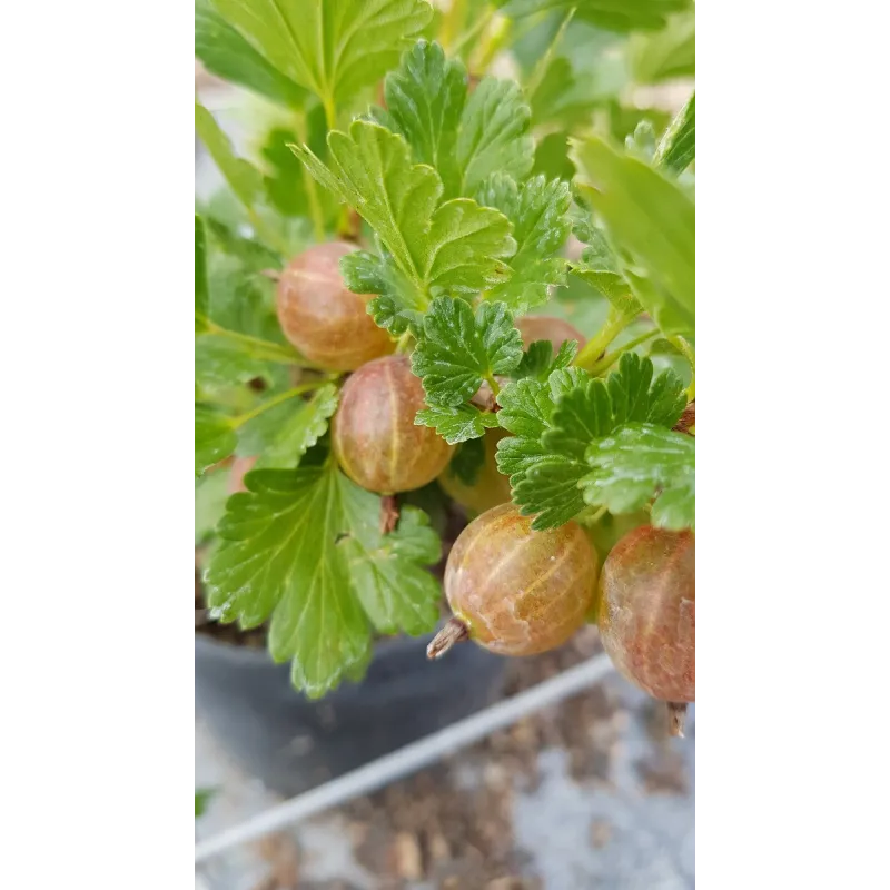 Ribes uva crispa 'Freedonia' / Groseillier à maquereau 'Freedonia' (Sans épine) / Conteneur de 3 à 4 litres