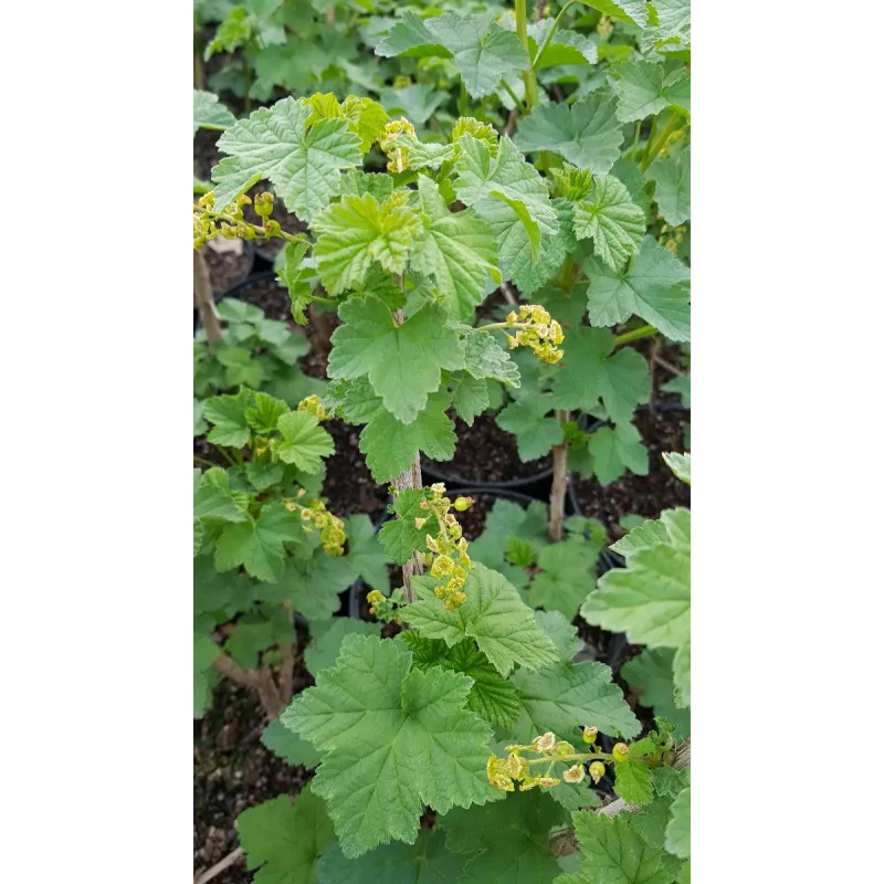 Ribes rubrum 'Versaillaise rouge' / Groseillier à grappes 'Versaillaise rouge' / Conteneur de 3 à 4 litres
