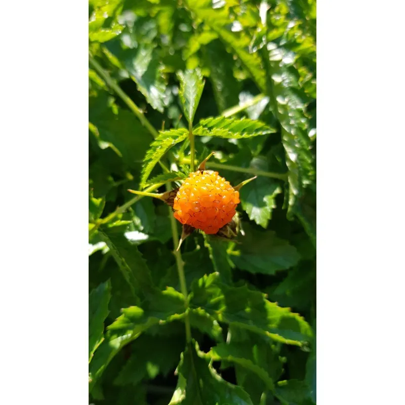 Rubus xanthocarpus / Ronce à fruits jaunes / Conteneur de 3 à 4 litres