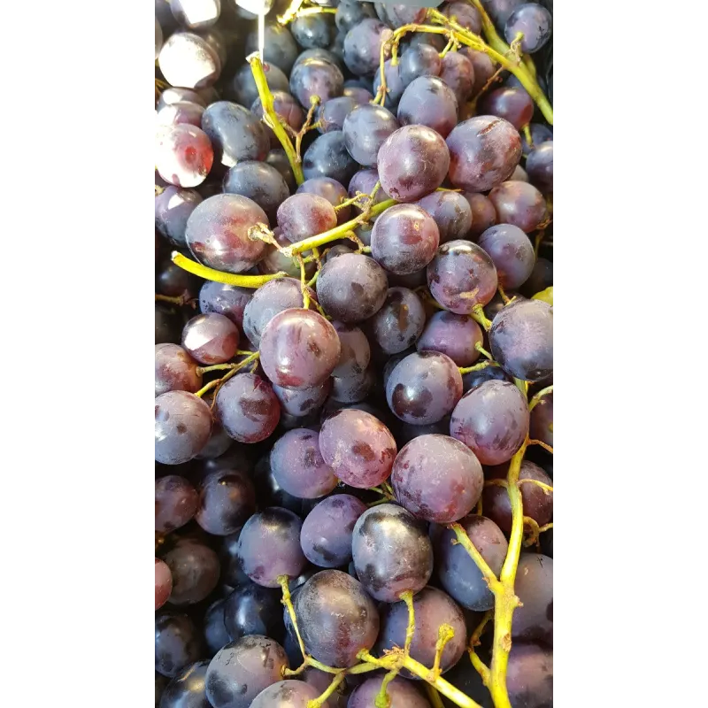 Vitis vinifera 'Alphonse lavallée' / Vigne 'Alphonse Lavallée' / Conteneur de 3 à 4 litres
