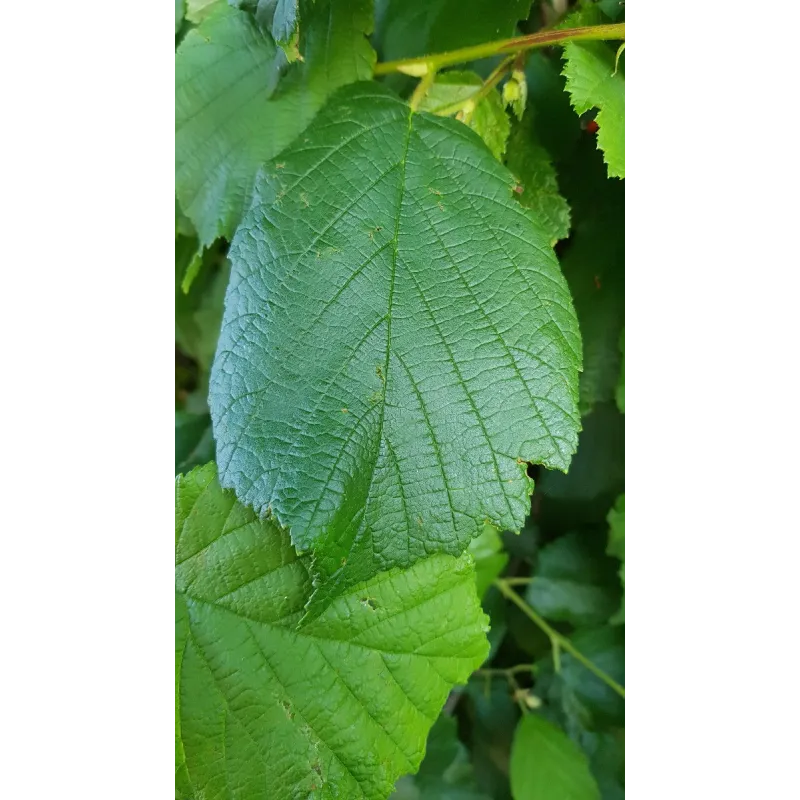 Corylus avellana / Noisetier commun / Conteneur de 7 à 10 litres / Touffe