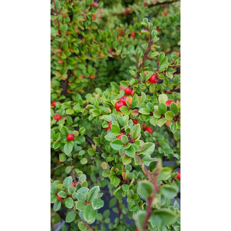 Cotoneaster horizontalis / Cotonéaster horizontal / Conteneur de 3 à 4 litres