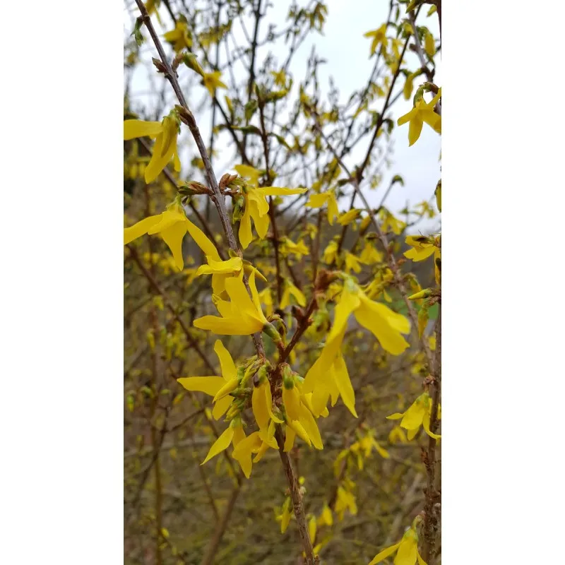 Forsythia x intermedia 'Lynwood gold' / Mimosa de Paris / Conteneur de 7 à 10 litres