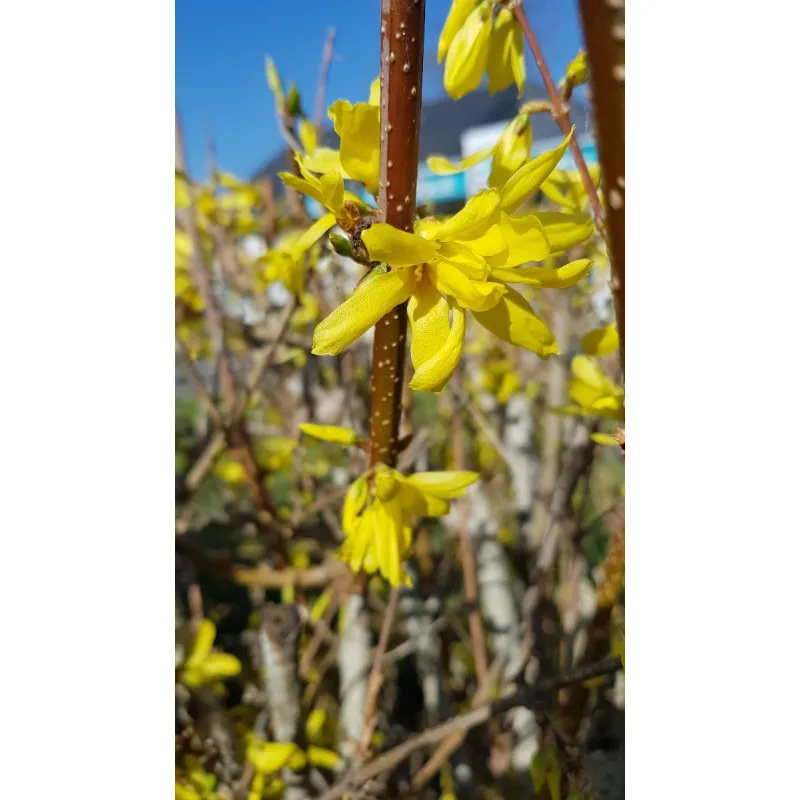 Forsythia x intermedia Week-end® 'Courtalyn' / Mimosa de Paris / Conteneur de 3 à 4 litres
