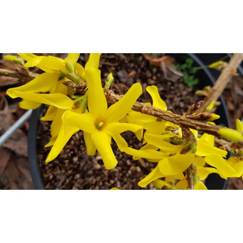 Forsythia x intermedia Marée d'Or® 'Courtasol' / Mimosa de Paris couvre-sol / Conteneur de 3 à 4 litres