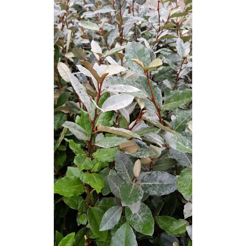 Elaeagnus x ebbingei 'Compacta' / Chalef vert compact / Conteneur de 7 à 10 litres