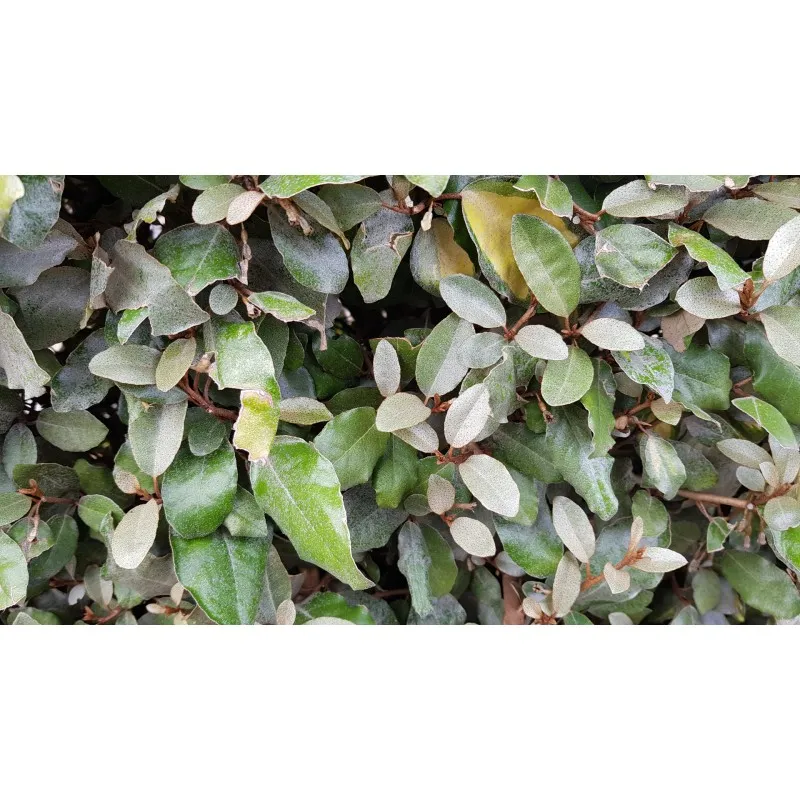 Elaeagnus x ebbingei / Chalef vert / Conteneur de 7 à 10 litres