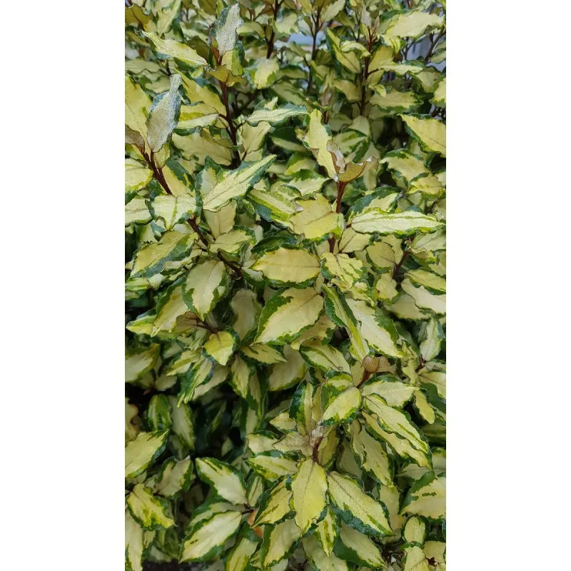 Elaeagnus x ebbingei Maryline® 'abrela'/ Chalef panaché / Conteneur de 3 à 4 litres