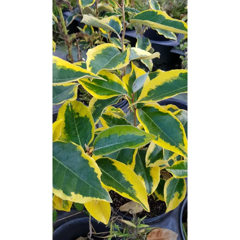 Elaeagnus x ebbingei 'Gilt Edge' / Chalef panaché / Conteneur de 7 à 10 litres