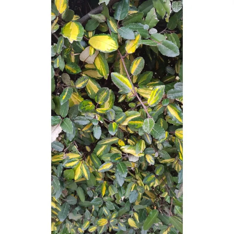 Elaeagnus pungens 'Maculata aurea' / Chalef panaché / Conteneur de 3 à 4 litres