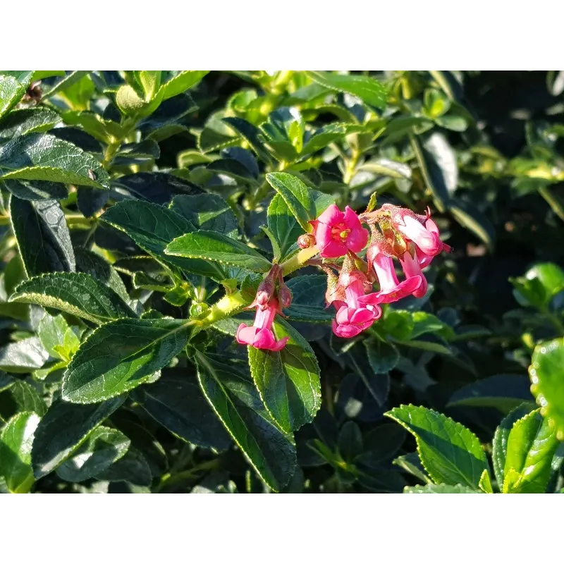 Escallonia rubra Var. Macrantha / Escallonia à grandes fleurs rose vif / Conteneur de 3 à 4 litres