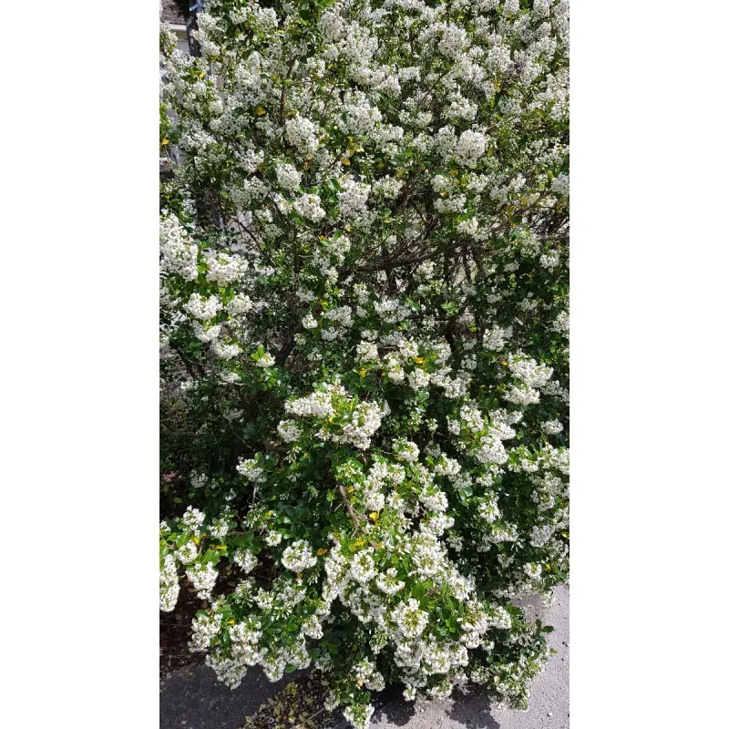 Escallonia 'Iveyi' / Escallonia à grandes fleurs blanches parfumées / Conteneur de 3 à 4 litres