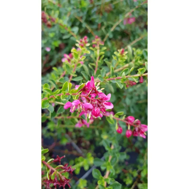 Escallonia 'Darts Rosy Red' / Escallonia à grandes fleurs rose carminé / Conteneur de 7 à 10 litres