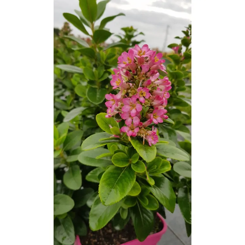 Escallonia Pink Elle ® 'lades' / Escallonia à très grandes fleurs rose intense striées de blanc / Conteneur de 3 à 4 litres