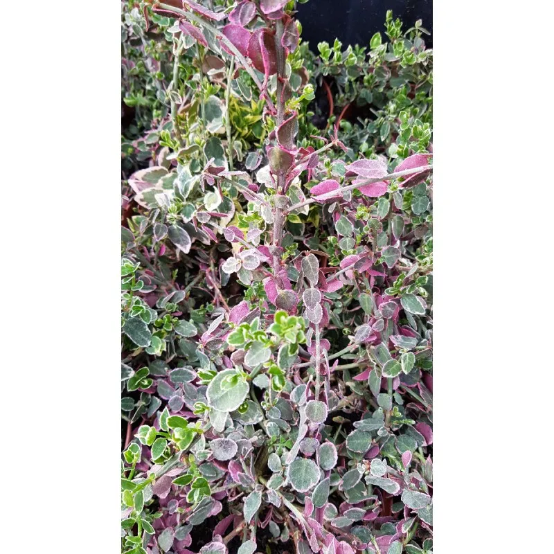 Euonymus fortunei 'Emerald Gaiety' / Fusain de Fortune 'Emerald Gaiety' / Conteneur de 3 à 4 litres