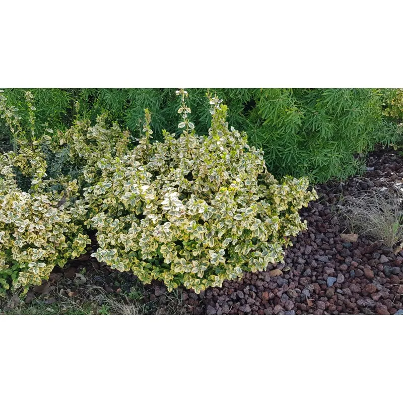 Euonymus fortunei 'Emerald Gold' / Fusain de Fortune 'Emerald Gold' / Conteneur de 7 à 10 litres