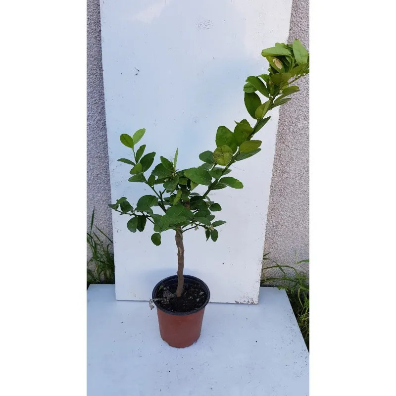 Citrus aurantifolia 'Mexicana' greffé sur Volkameriana / Limettier mexicain / Conteneur de 1 à 1.9 litres / Tigette