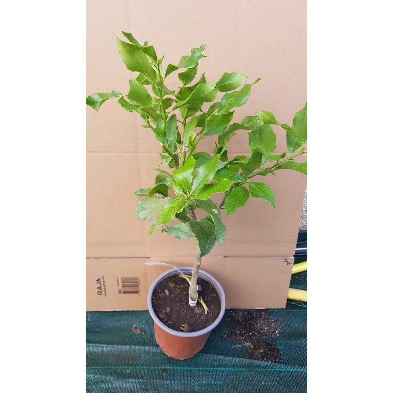 Citrus limon 'Cappuccio' greffé sur volkameriana / Citronnier compact à citron prime sans pépins / Conteneur de 1 à 1.9 litres /