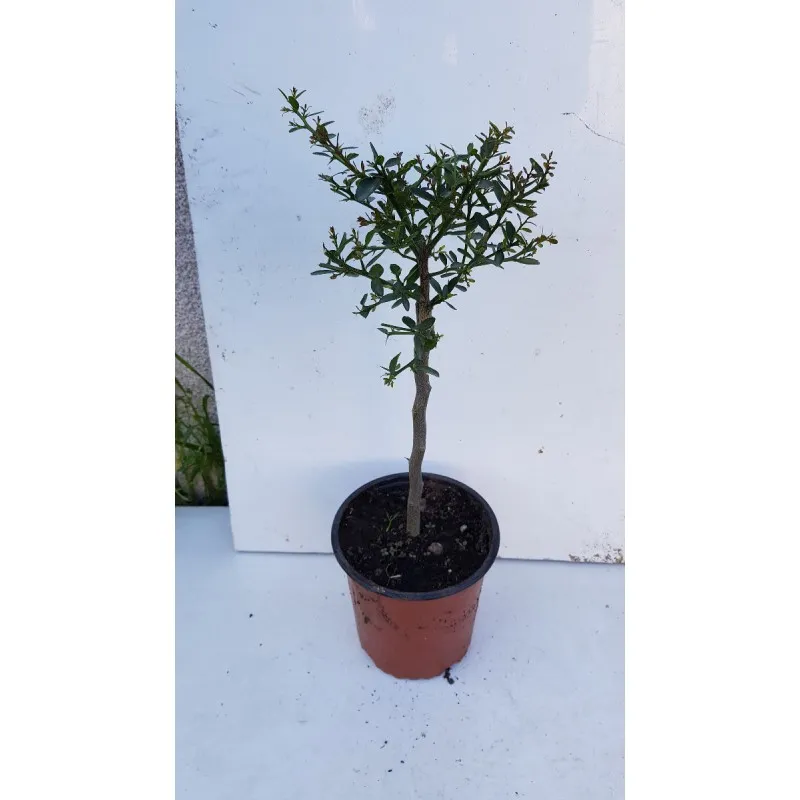 Citrus australasica 'Vert' greffé sur Volkameriana / Citronnier caviar Vert / Conteneur de 1 à 1.9 litres / Tigette